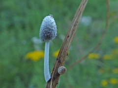 Coprinopsis friesii
