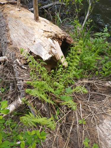 Athyrium cyclosorum, photograph 4