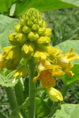 Ibicella lutea
