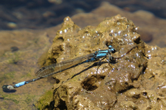 Acanthagrion lancea