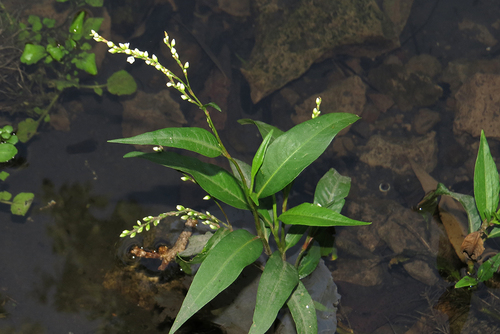 Persicaria punctata