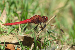 Orthemis nodiplaga