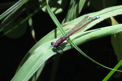 Oxyagrion terminale