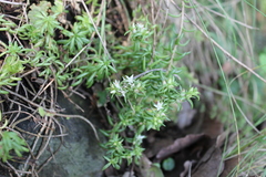 Sedum bourgaei