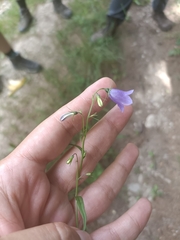 Campanula baumgartenii