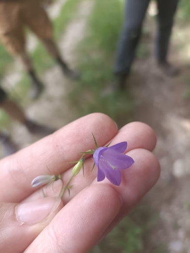 Campanula baumgartenii, photograph 2