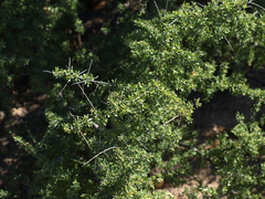Condalia globosa