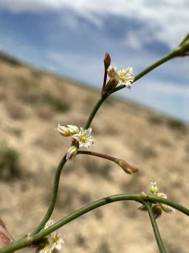saltwort buckwheat (Eriogonum salicornioides)