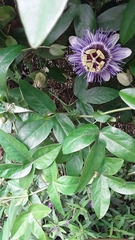 Passiflora amethystina