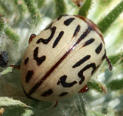 Zygogramma conjuncta photo 4