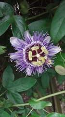 Passiflora amethystina