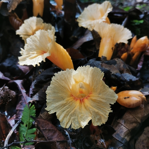 Costus tonkinensis