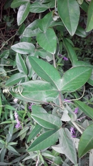 Passiflora amethystina