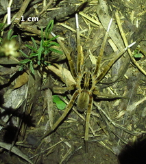 Ancylometes concolor