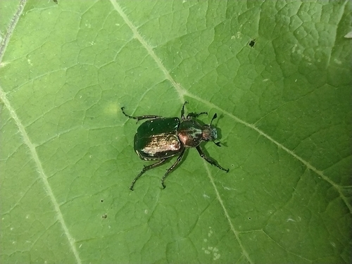 zelenák lesklý (Gnorimus nobilis)