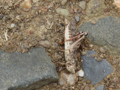 Dociostaurus maroccanus