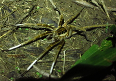 Ancylometes concolor