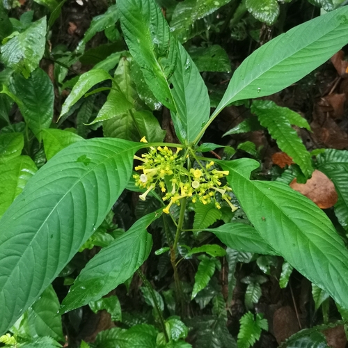 Mycetia longiflora