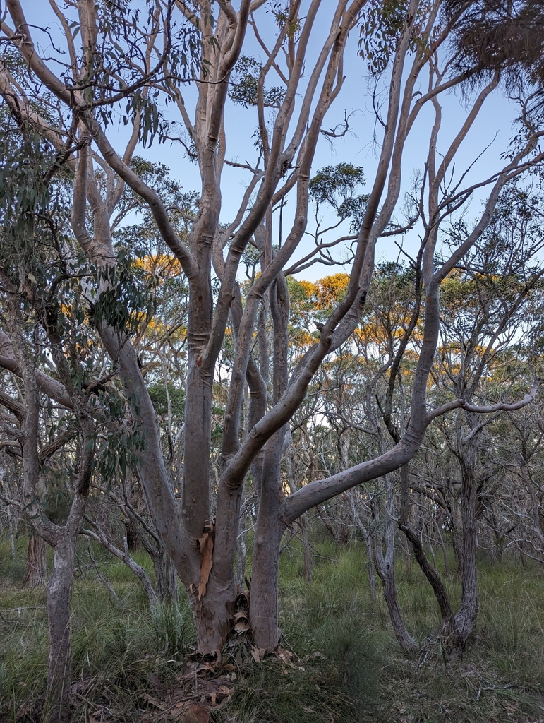 Smooth-barked apple from 25Q2+JX, Congo NSW 2537, Australia on June 24 ...