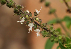 Ocimum americanum image