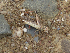 Dociostaurus maroccanus