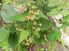 Koanophyllon longifolium