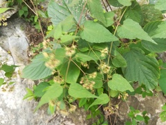 Koanophyllon longifolium