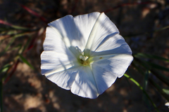 Convolvulus capensis