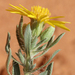 Hoary False Goldenaster - Photo (c) Catherine C. Galley, some rights reserved (CC BY), uploaded by Catherine C. Galley