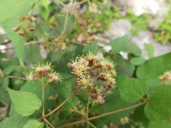 Koanophyllon longifolium