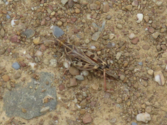 Dociostaurus maroccanus