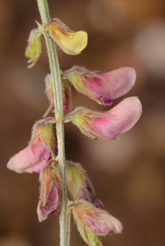 Tephrosia villosa subsp. ehrenbergiana image