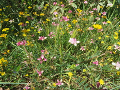 Securigera parviflora