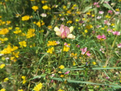 Securigera parviflora