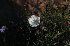 Convolvulus capensis