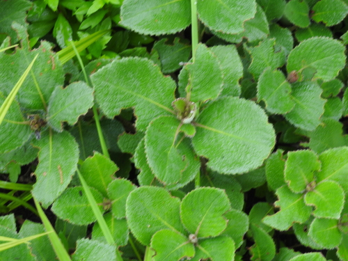 Neelakurinji (Strobilanthes kunthiana)