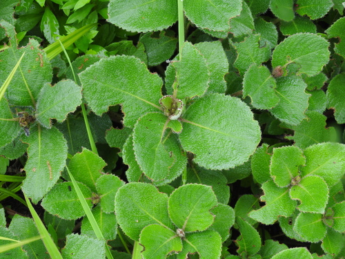 Image of Strobilanthes kunthiana by (c) Srinivasan Kasinathan, some rights reserved (CC BY)