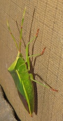 Homoeocerus