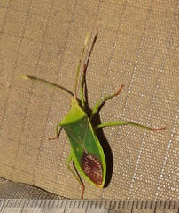 Homoeocerus