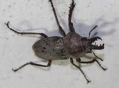 Cacostomus squamosus