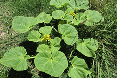 Ibicella lutea