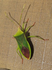 Homoeocerus
