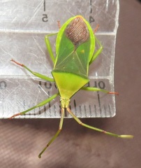 Homoeocerus