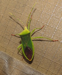 Homoeocerus