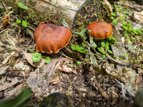 観察された菌類