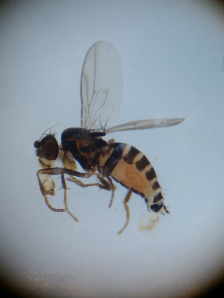 Small dung fly