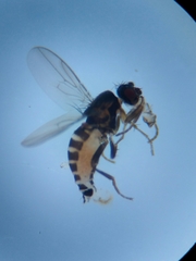 Pullimosina heteroneura