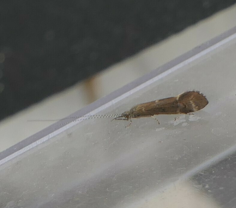 Athripsodes cinereus