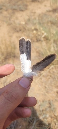 Plume de Traquet isabelle