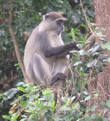 Cercopithecus mitis erythrarchus
